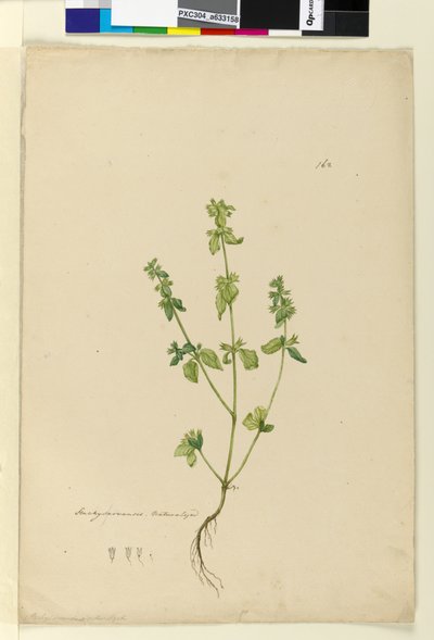 Strona 162. Stachys arvensis, c.1803-06 (toaleta, długopis, atrament i ołówek) autorstwa John William Lewin