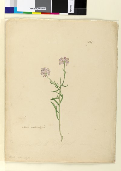 Strona 164. Iberys naturalizowany, ok. 1803-06 (toaleta, długopis, tusz i ołówek) autorstwa John William Lewin