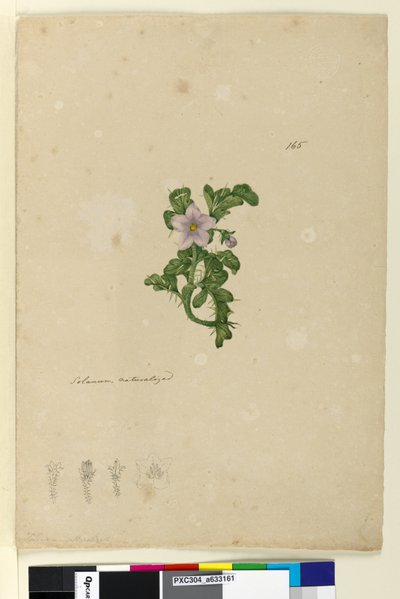 Strona 165. Solanum naturalizowany, ok. 1803-06 (toaleta, długopis, atrament i ołówek) autorstwa John William Lewin