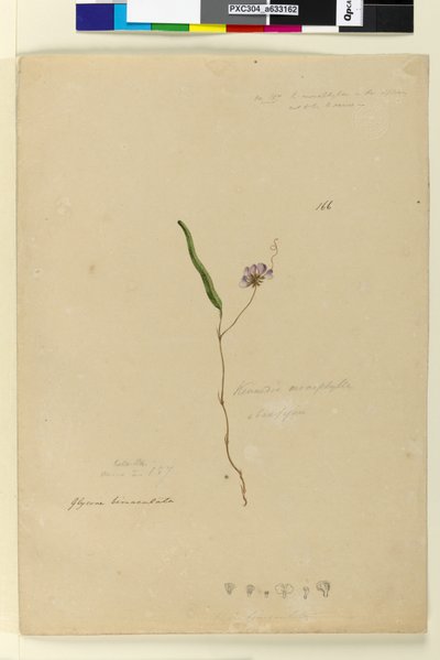 Strona 166. Kennedia monophyllaHardenbergia violacea, c.1803-06 (wc, długopis, tusz i ołówek) autorstwa John William Lewin