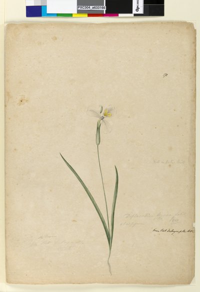 Strona 170. Diplarrhena moraea, c.1803-06 (toaleta, długopis, atrament i ołówek) autorstwa John William Lewin