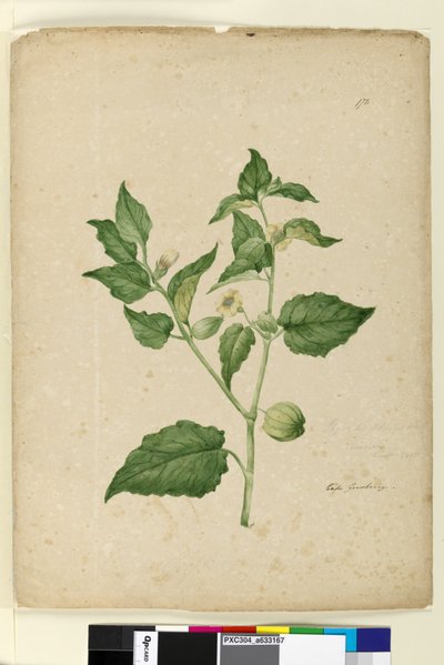 Strona 172. Physalis edulis, c.1803-06 (toaleta, długopis, atrament i ołówek) autorstwa John William Lewin