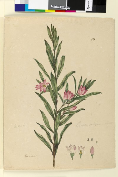 Strona 174. Crowea saligna, c.1803-06 (toaleta, długopis, atrament i ołówek) autorstwa John William Lewin