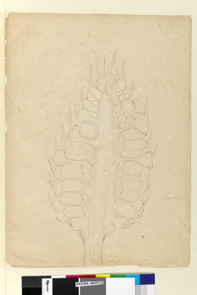 Strona 178a. Zamia, c.1803-06 (toaleta, długopis, tusz i ołówek) autorstwa John William Lewin
