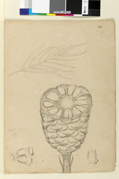 Strona 178b. Spiralis, c.1803-06 (toaleta, długopis, tusz i ołówek) autorstwa John William Lewin