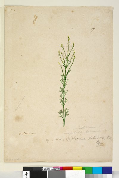 Strona 17. Symphionema paludosum, c.1803-06 (toaleta, długopis, atrament i ołówek) autorstwa John William Lewin