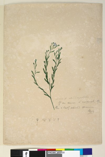 Strona 182. Linum sp spokrewniony z augustifolium, ok. 1803-06 (toaleta, długopis, atrament i ołówek) autorstwa John William Lewin