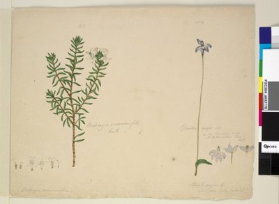Strona 183. Westringia rosmarinifolia Westringia fruiticosa; 184. Glossodia major, ok. 1803-06 (toaleta, długopis, atrament i ołówek) autorstwa John William Lewin