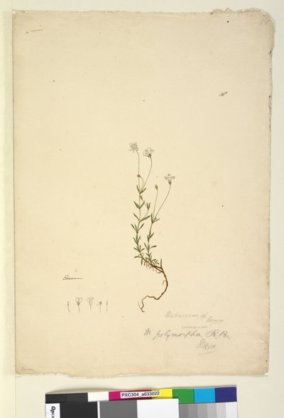 Strona 18. Mitrasacme polymorpha, c.1803-06 (toaleta, długopis, atrament i ołówek) autorstwa John William Lewin
