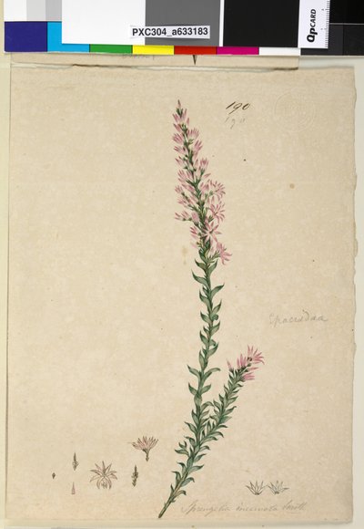 Strona 190. Sprengelia incarnata, c.1803-06 (toaleta, długopis, atrament i ołówek) autorstwa John William Lewin