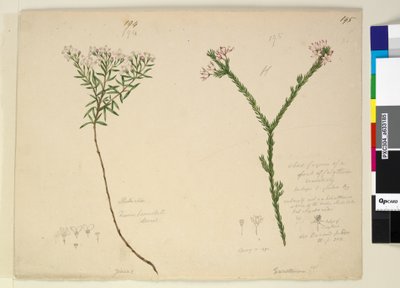 Strona 194. Zieria lanceolata Zieria smithii; 195. Zła postać gatunku Calythrix..., ok. 1803-06 (toaleta, długopis, atrament i ołówek) autorstwa John William Lewin
