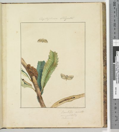 Strona 19. Tabliczka 5 Cryptophasa Strigata, 1803-04 (odbitki akwaforty ręcznie kolorowane) autorstwa John William Lewin
