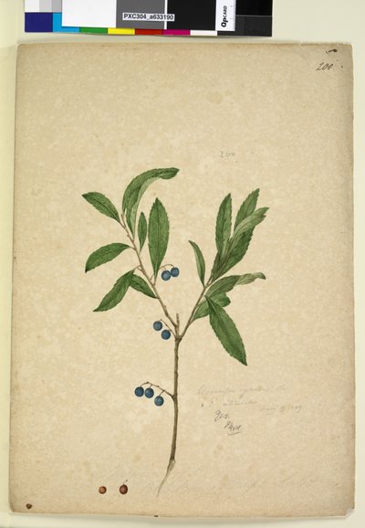 Strona 200. Elaeocarpus reticulatus, c.1803-06 (toaleta, długopis, atrament i ołówek) autorstwa John William Lewin
