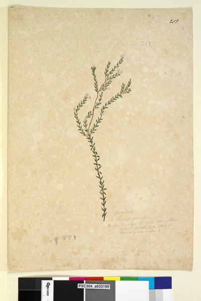 Strona 213. EpacrideaeLeucopogon sp., c.1803-06 (toaleta, długopis, atrament i ołówek) autorstwa John William Lewin