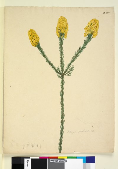 Strona 215. Dillwynia floribunda, c.1803-06 (wc, długopis, tusz i ołówek) autorstwa John William Lewin