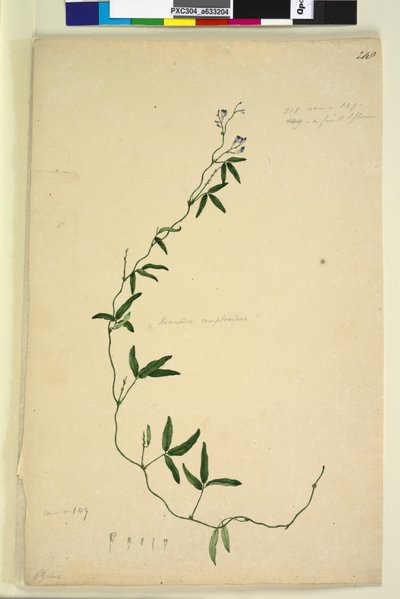 Strona 218. Kennedia comptoniana Hardenbergia comptoniana, c.1803-06 (toaleta, długopis, tusz i ołówek) autorstwa John William Lewin