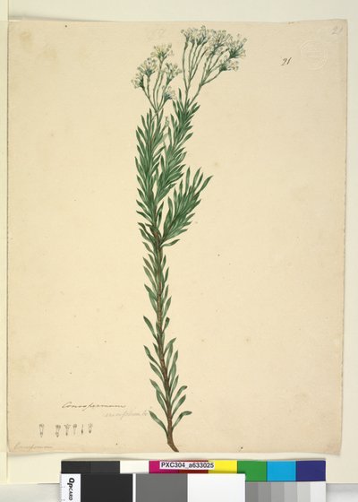 Strona 21. Conospermum ericifolium, c.1803-06 (toaleta, długopis, atrament i ołówek) autorstwa John William Lewin