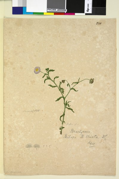 Strona 220. Brachycome multifida, c.1803-06 (toaleta, długopis, tusz i ołówek) autorstwa John William Lewin