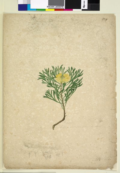 Strona 224. Isopogon anemonifolius, c.1803-06 (toaleta, długopis, atrament i ołówek) autorstwa John William Lewin