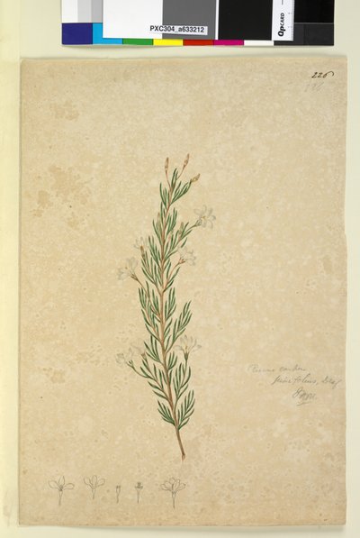 Strona 226. Ricinocarpus pinifolius, c.1803-06 (toaleta, długopis, atrament i ołówek) autorstwa John William Lewin