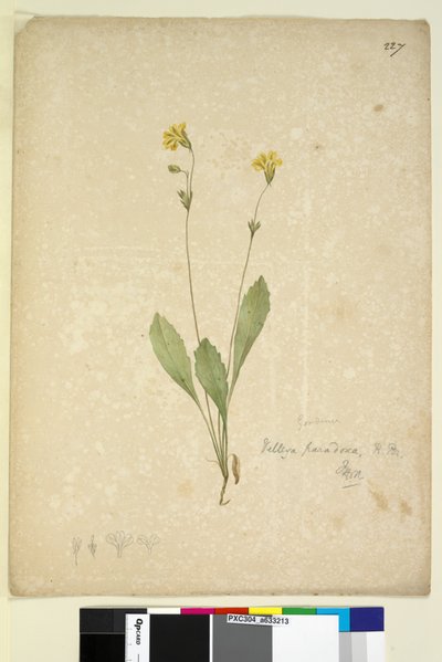 Strona 227. Velleia paradoxa, c.1803-06 (toaleta, długopis, atrament i ołówek) autorstwa John William Lewin
