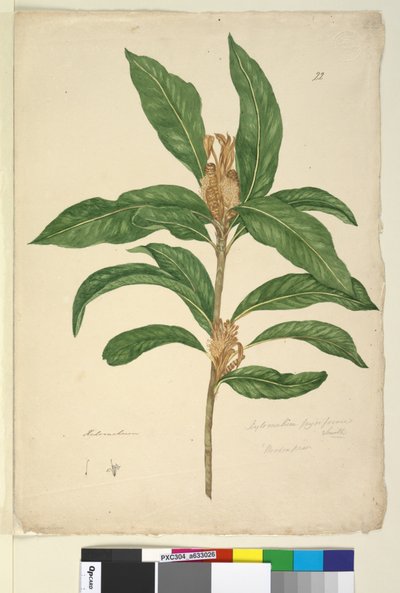 Strona 22. Xylomelum pyriforme, c.1803-06 (toaleta, długopis, atrament i ołówek) autorstwa John William Lewin