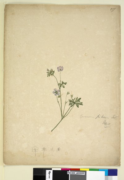 Strona 237. Geranium pilosum, c.1803-06 (toaleta, długopis, atrament i ołówek) autorstwa John William Lewin