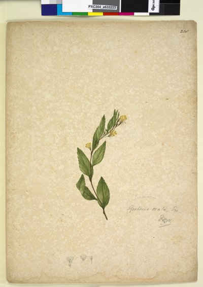 Strona 238. Goodenia ovata, c.1803-06 (toaleta, długopis, tusz i ołówek) autorstwa John William Lewin
