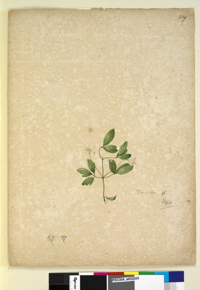 Strona 239. Clematis, c.1803-06 (toaleta, długopis, atrament i ołówek) autorstwa John William Lewin