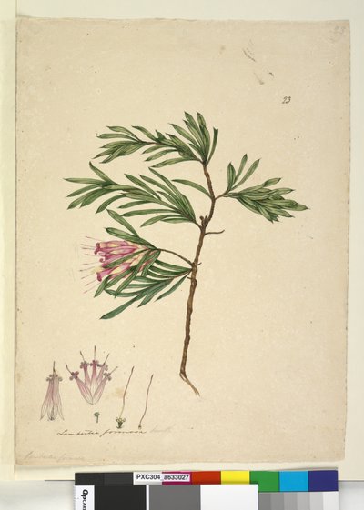Strona 23. Lambertia formosa, c.1803-06 (toaleta, długopis, atrament i ołówek) autorstwa John William Lewin