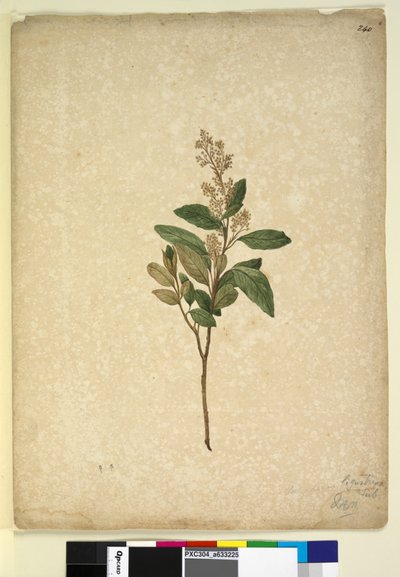 Strona 240. Pomaderris ligustrina, c.1803-06 (toaleta, długopis, tusz i ołówek) autorstwa John William Lewin