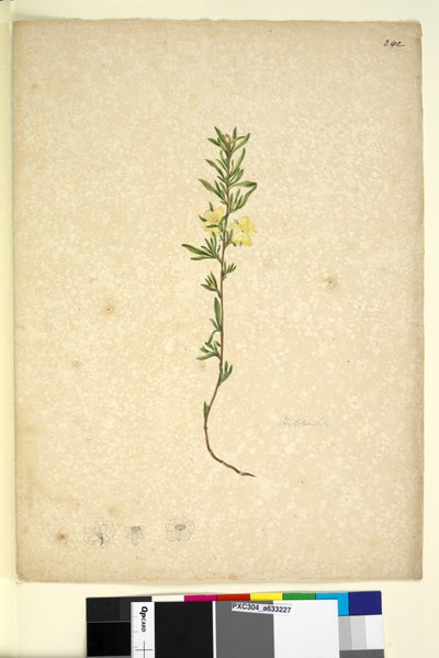 Strona 242. Hibberta, c.1803-06 (toaleta, długopis, atrament i ołówek) autorstwa John William Lewin