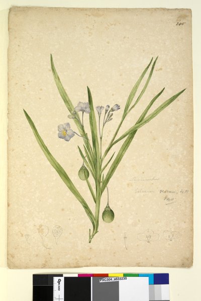 Strona 245. Solanum vescum, c.1803-06 (toaleta, długopis, atrament i ołówek) autorstwa John William Lewin