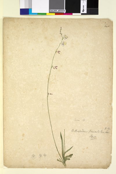 Strona 246. Arthropodium paniculatum, c.1803-06 (toaleta, długopis, atrament i ołówek) autorstwa John William Lewin