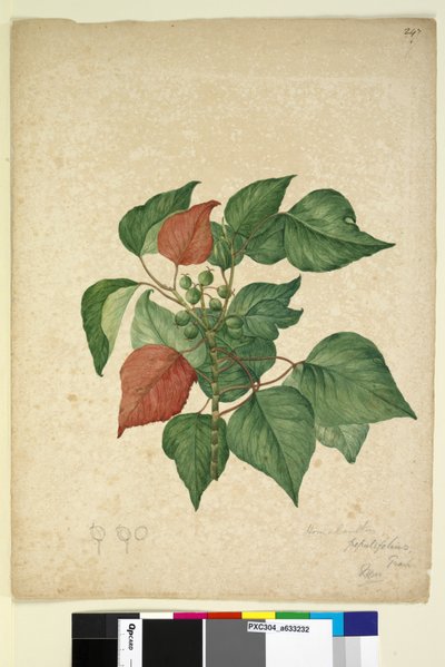 Strona 247. Homolanthus populifolius Omalanthus populifolius, c.1803-06 (toaleta, długopis, tusz i ołówek) autorstwa John William Lewin