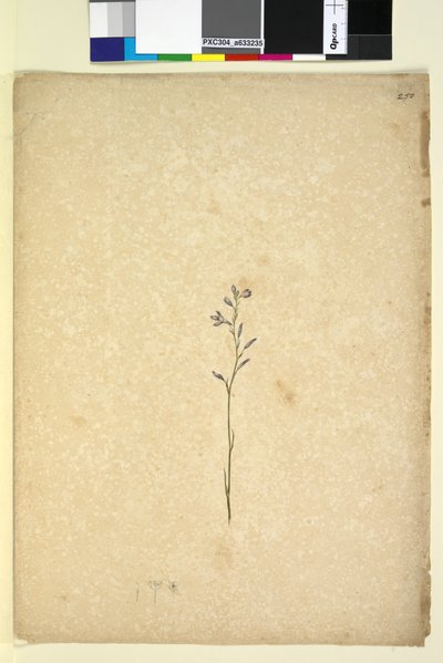 Strona 250. Niezidentyfikowana roślina, ok. 1803-06 (toaleta, długopis, atrament i ołówek) autorstwa John William Lewin