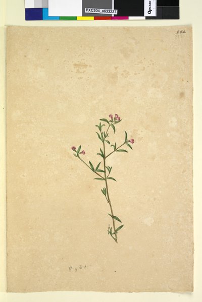 Strona 252. Niezidentyfikowana roślina, ok. 1803-06 (toaleta, długopis, atrament i ołówek) autorstwa John William Lewin