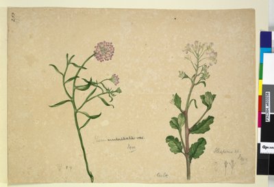 Strona 253. Iberis umbellata; Hesperis sp., c.1803-06 (toaleta, długopis, tusz i ołówek) autorstwa John William Lewin