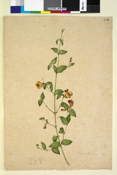 Strona 254. Platylobium, c.1803-06 (toaleta, długopis, atrament i ołówek) autorstwa John William Lewin