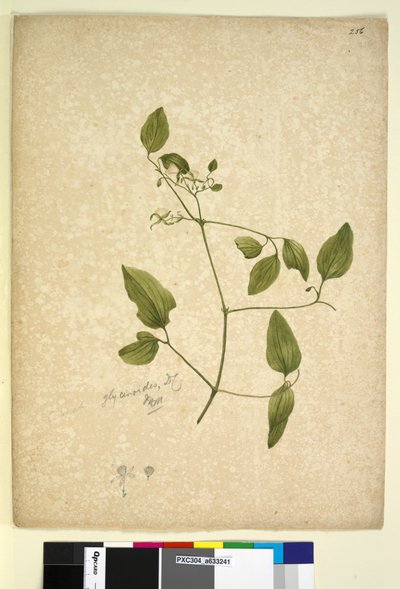Strona 256. Clematis glicynoidy, c.1803-06 (toaleta, długopis, atrament i ołówek) autorstwa John William Lewin