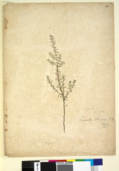 Strona 261. Lissanthe strigosa, c.1803-06 (toaleta, długopis, atrament i ołówek) autorstwa John William Lewin
