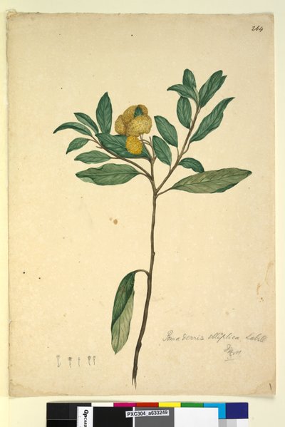 Strona 264. Pomaderris elliptica, c.1803-06 (toaleta, długopis, atrament i ołówek) autorstwa John William Lewin