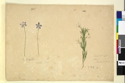 Strona 265. Glosodia minor; 266. Ricinocarpus, ok. 1803-06 (toaleta, długopis, atrament i ołówek) autorstwa John William Lewin