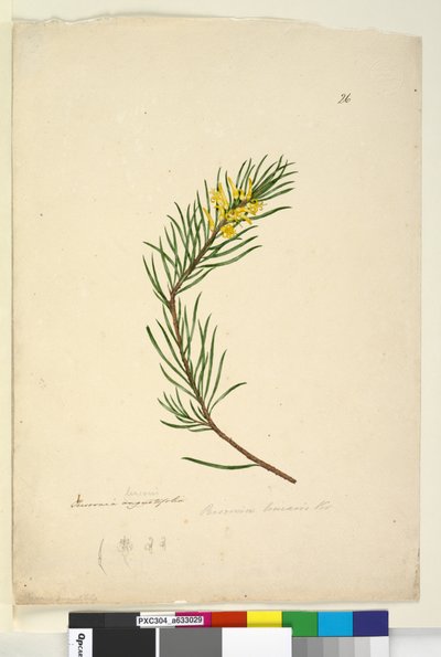Strona 26. Persoonia linearis, c.1803-06 (toaleta, długopis, atrament i ołówek) autorstwa John William Lewin