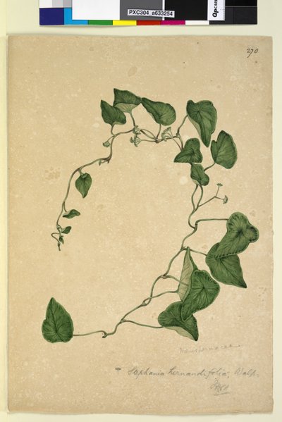 Strona 270. Stephania hernandiaefolia, c.1803-06 (toaleta, długopis, tusz i ołówek) autorstwa John William Lewin