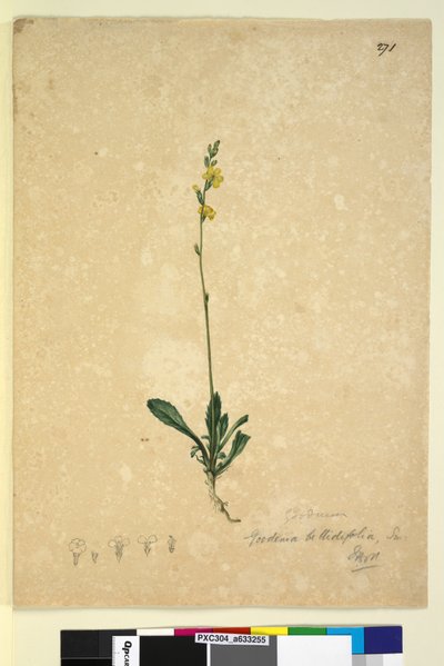 Strona 271. Goodenia bellidifolia, c.1803-06 (toaleta, długopis, tusz i ołówek) autorstwa John William Lewin