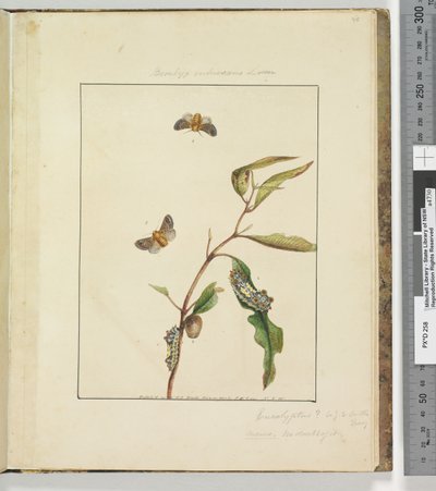 Strona 35. Talerz 9 Bombyx Vulnerans Lewin, 1803-04 (akwaforty ręcznie kolorowane) autorstwa John William Lewin