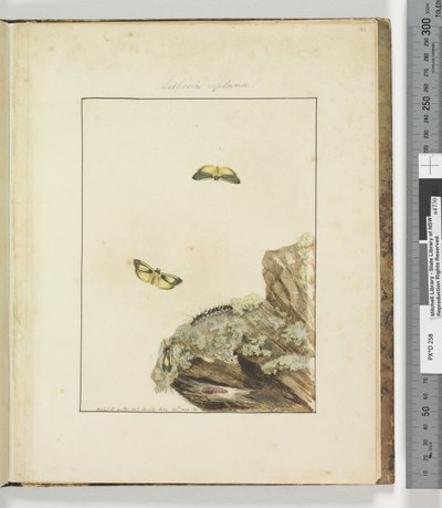 Strona 39. Talerz 10 Lithosa Replana, 1803-04 (odbitki akwaforty ręcznie kolorowane) autorstwa John William Lewin