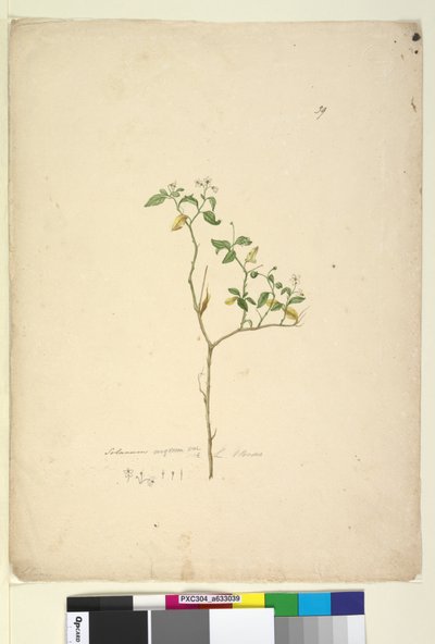 Strona 39. Solanum nigrum, c.1803-06 (toaleta, długopis, atrament i ołówek) autorstwa John William Lewin