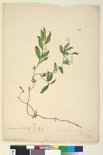 Strona 43. Billardiera scandens, c.1803-06 (toaleta, długopis, atrament i ołówek) autorstwa John William Lewin